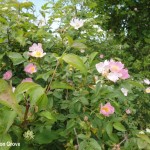 Newton Grove CL Dog roses South Newington