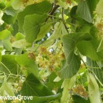 Newton Grove CL Lime Tree South Newington