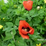Field Poppy and Celandine