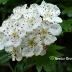 Hawthorn Flower White