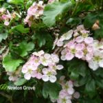 Hawthorn Flower Pink
